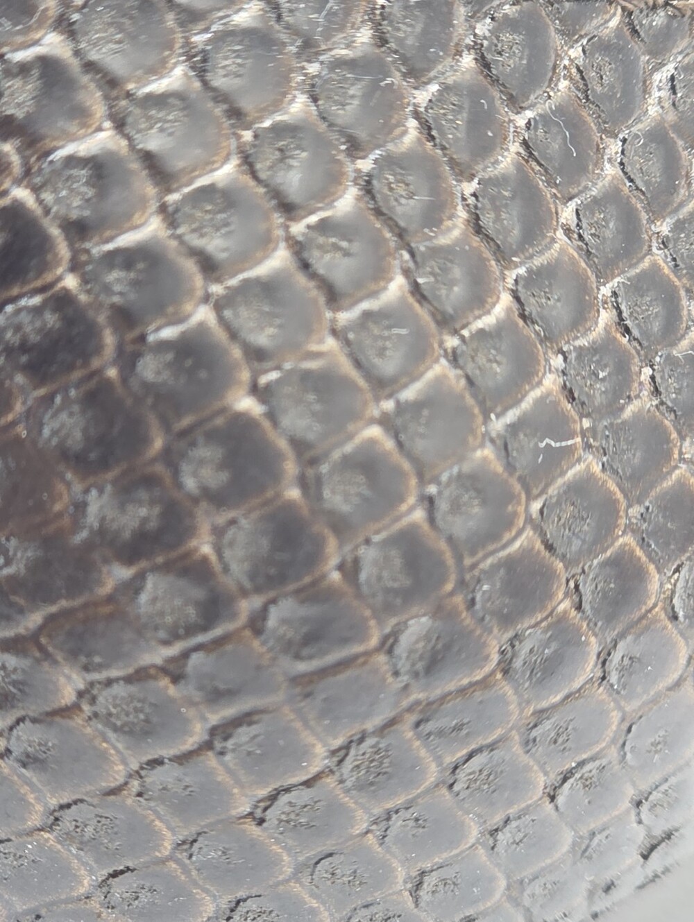 Vintage Peter Kaiser Genuine Snakeskin Low Heels | Size 8 Dark Academia Indie - Picture 9 of 16